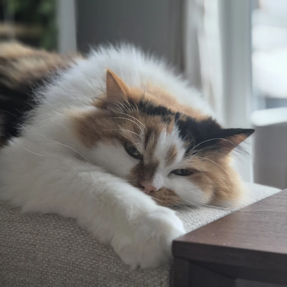 Stella