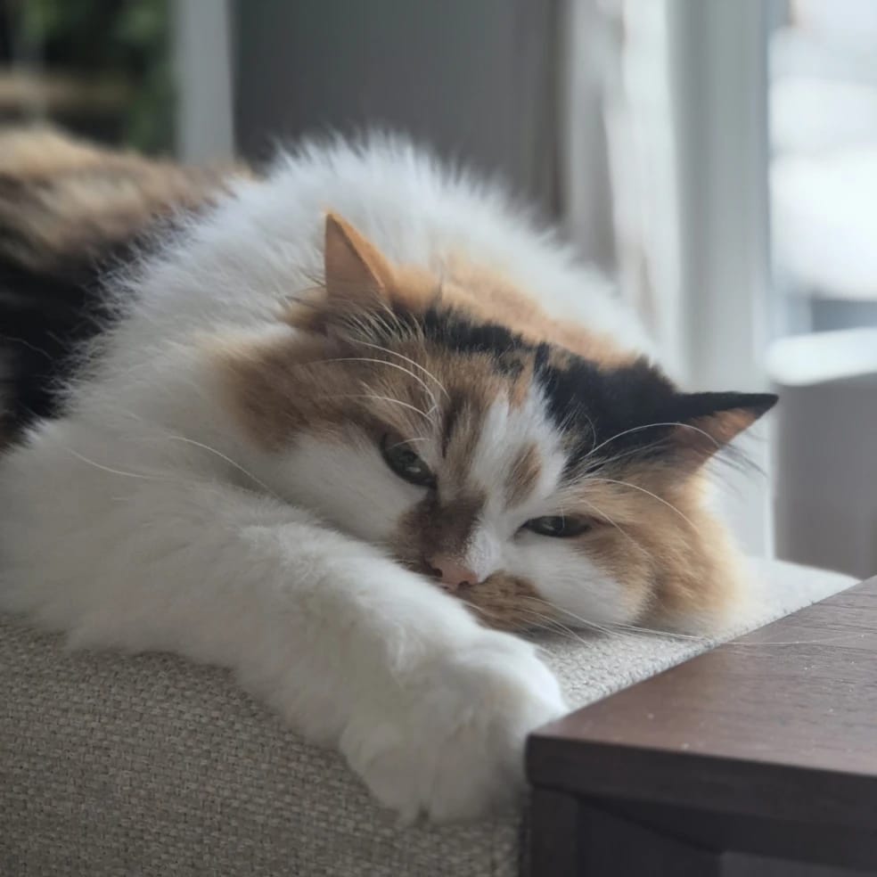 Stella