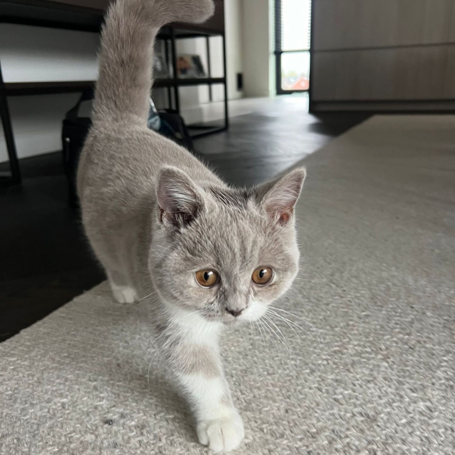 Lila
