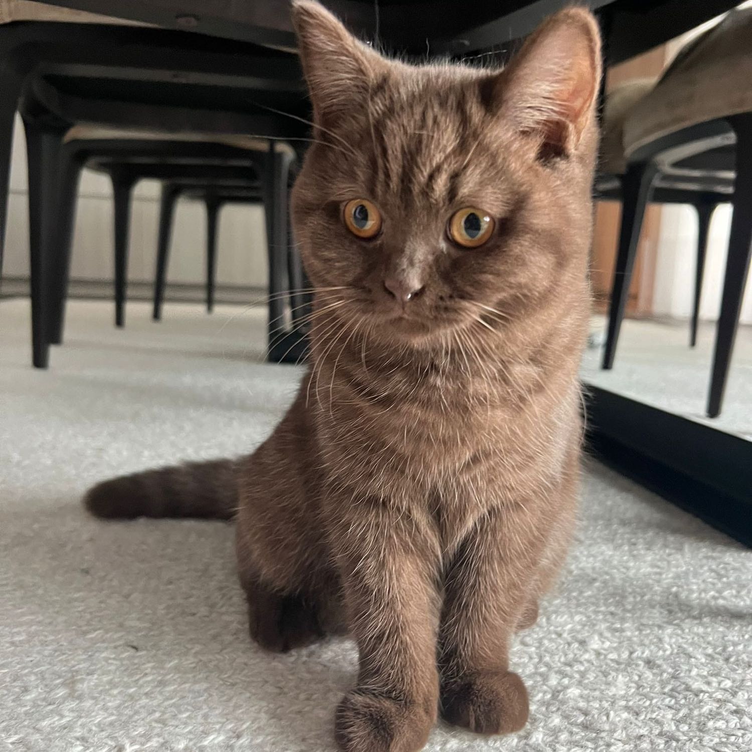 Mocha