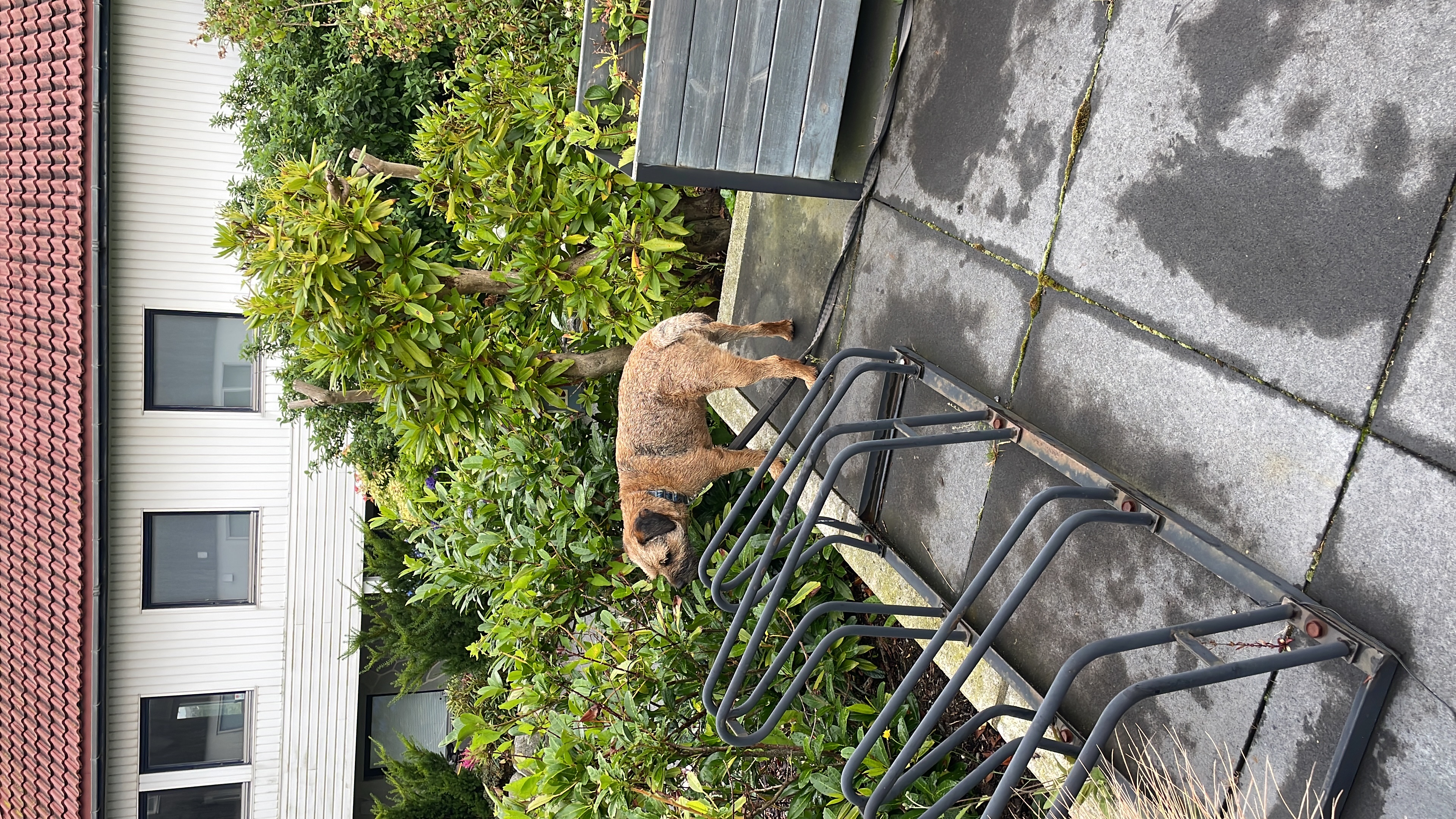 image-7