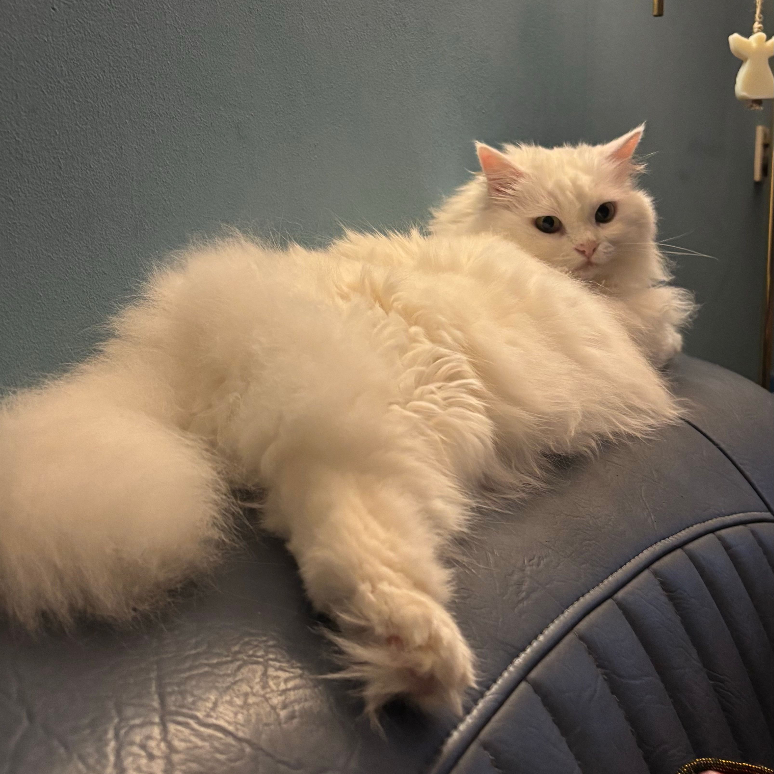 Biniby