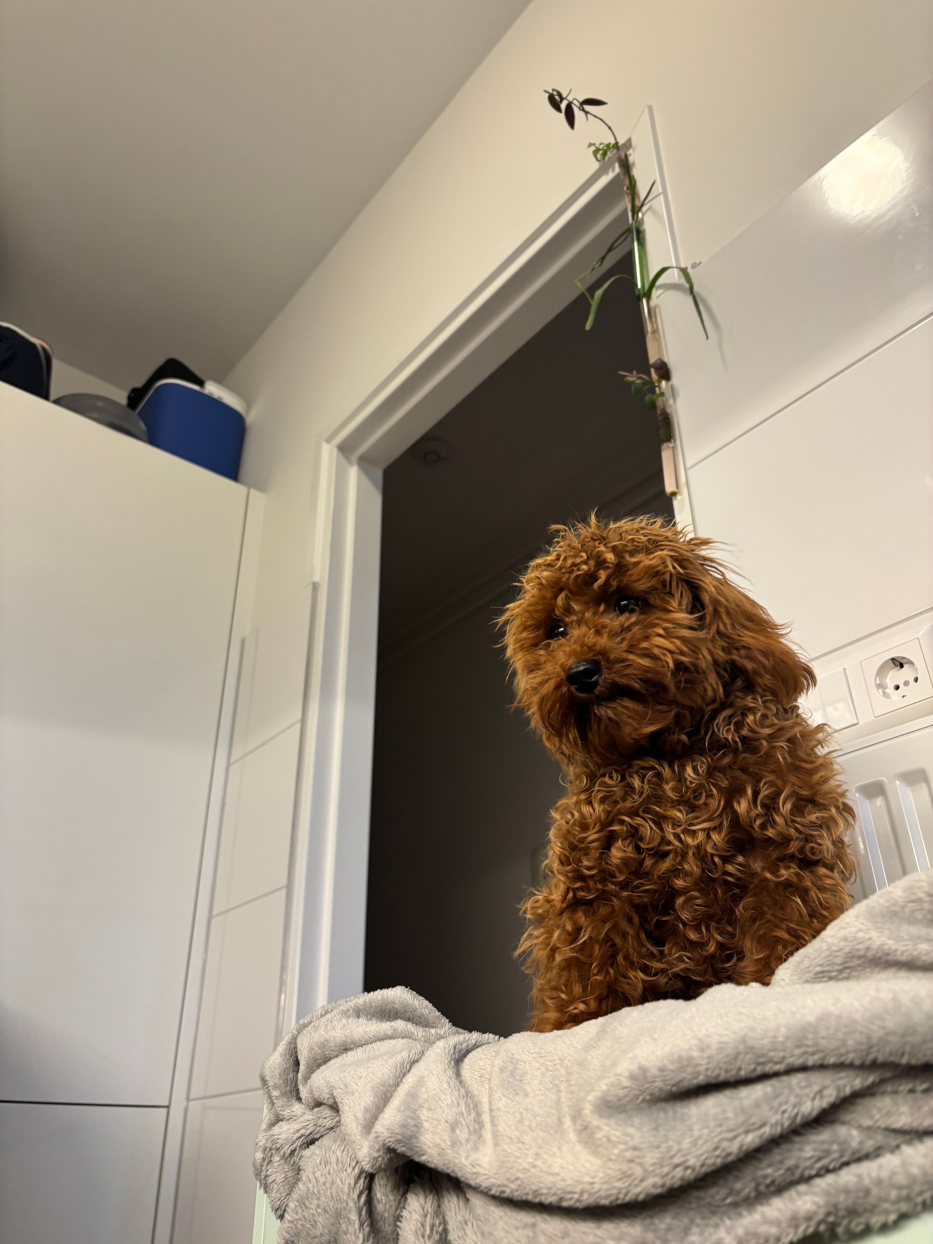 image-11