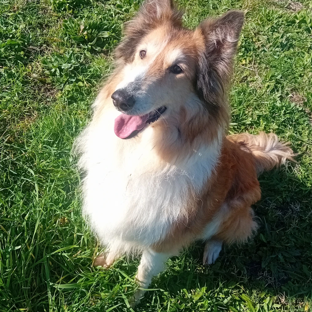 Lessie 
