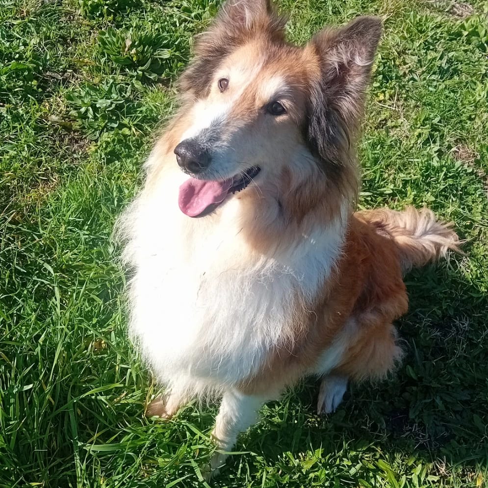 Lessie