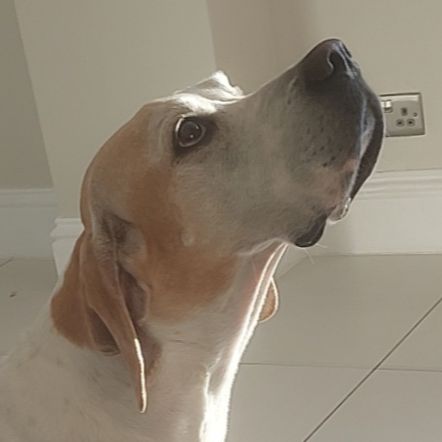 Brodie