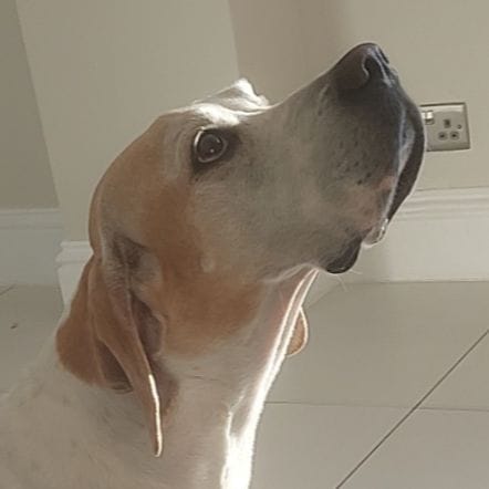 Brodie