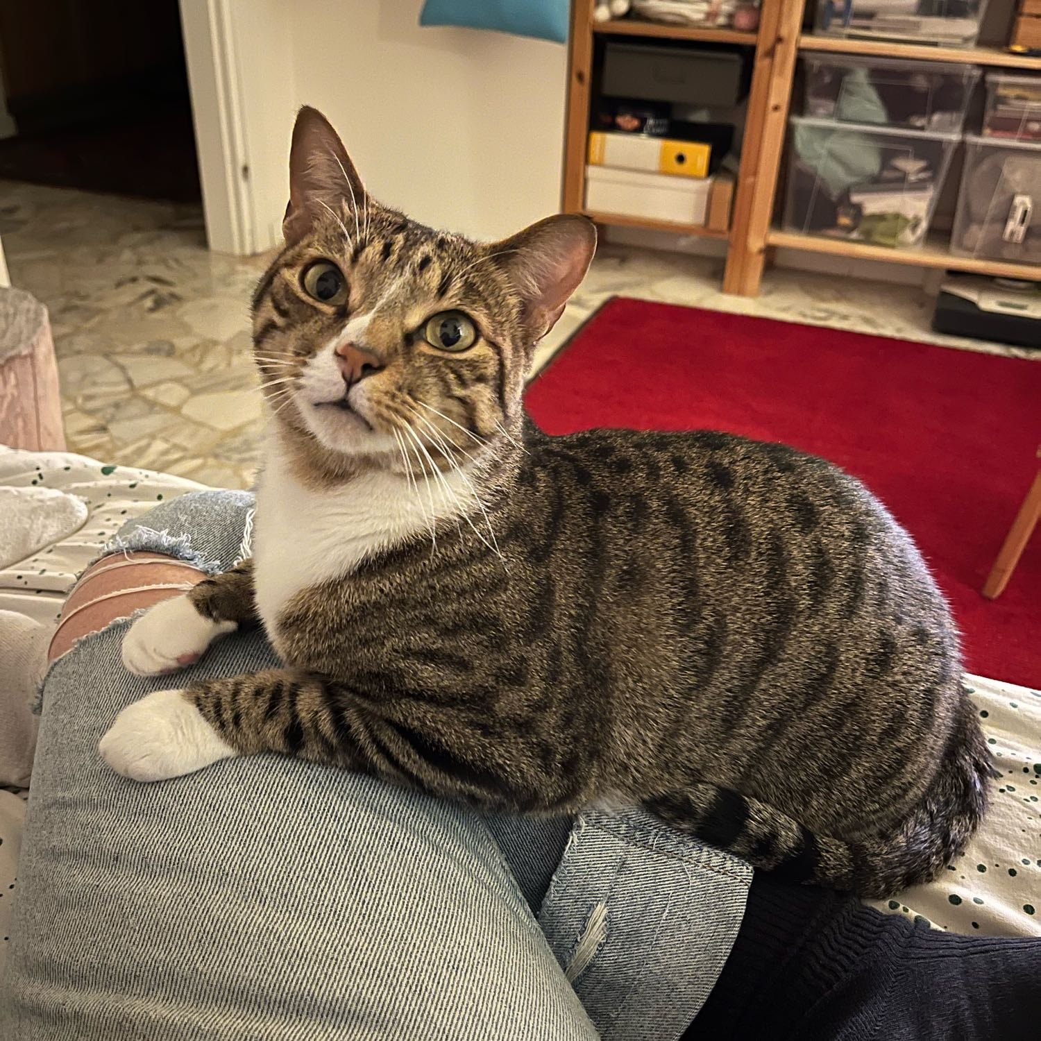 Ettore