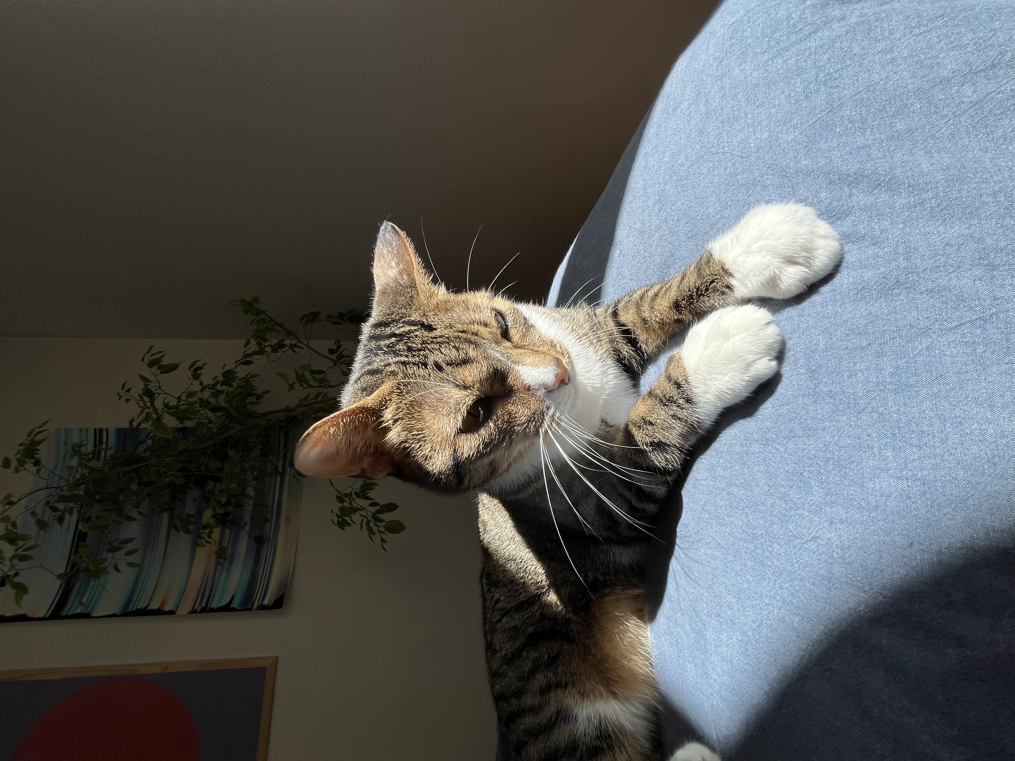 image-7