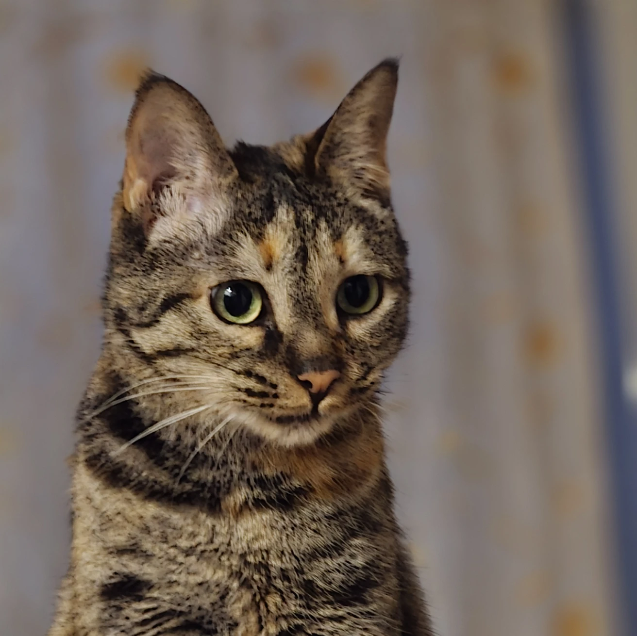 Kitty