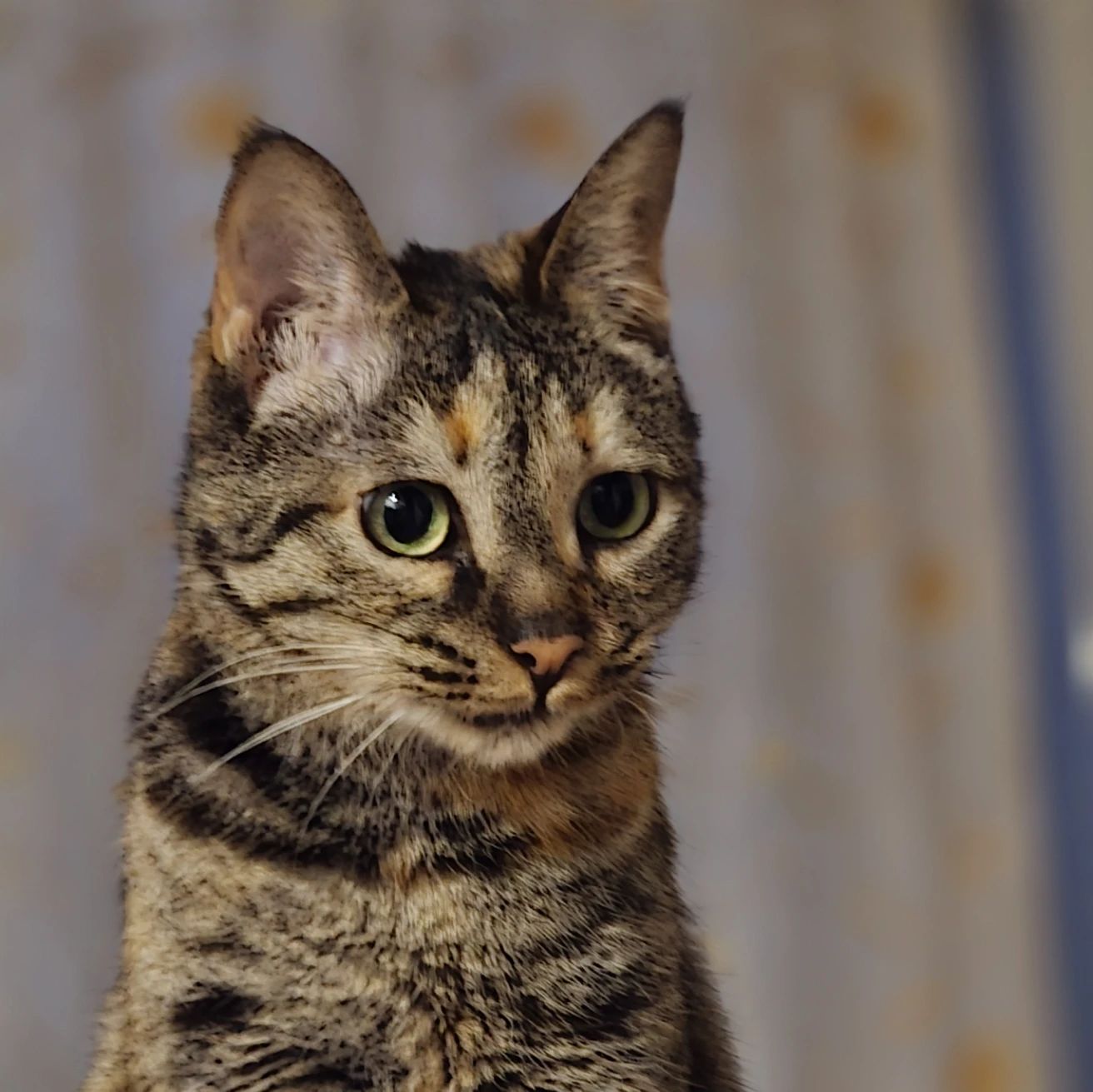 Kitty