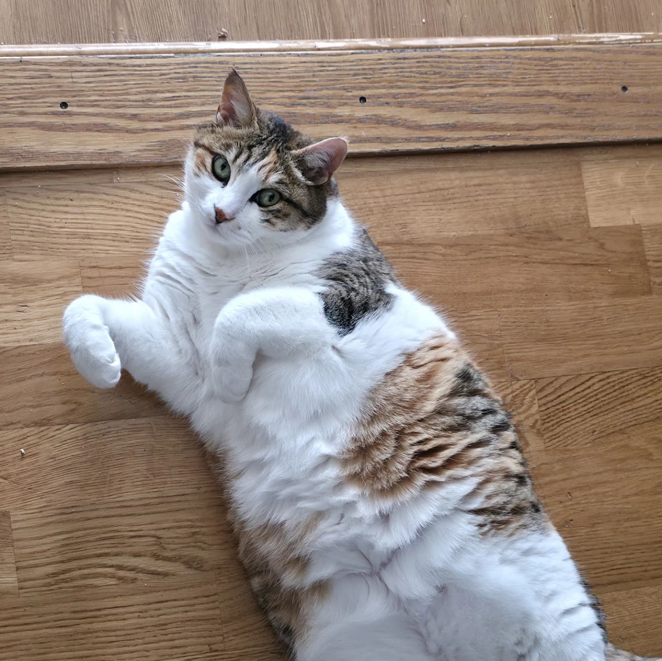 Zebel