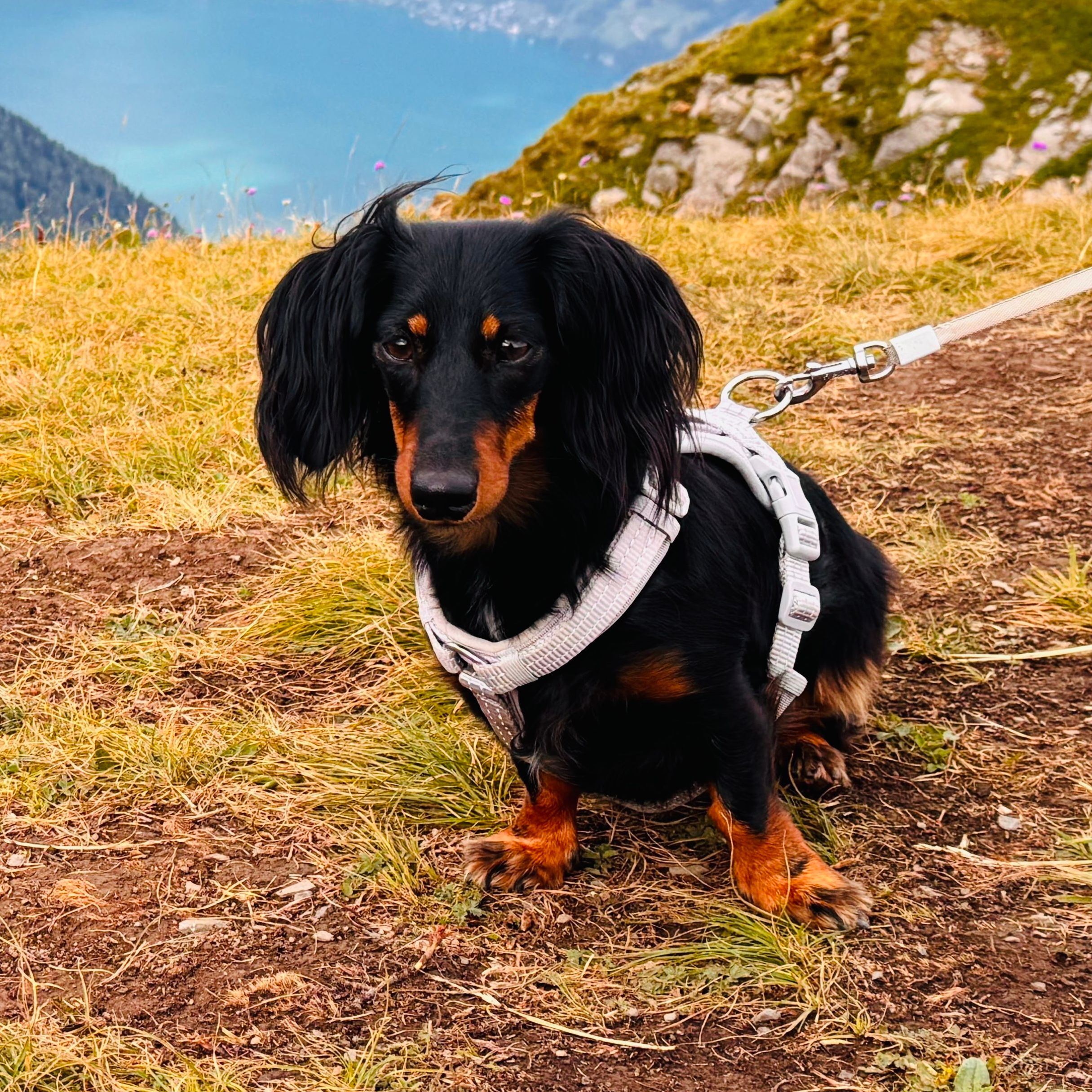 Lilo