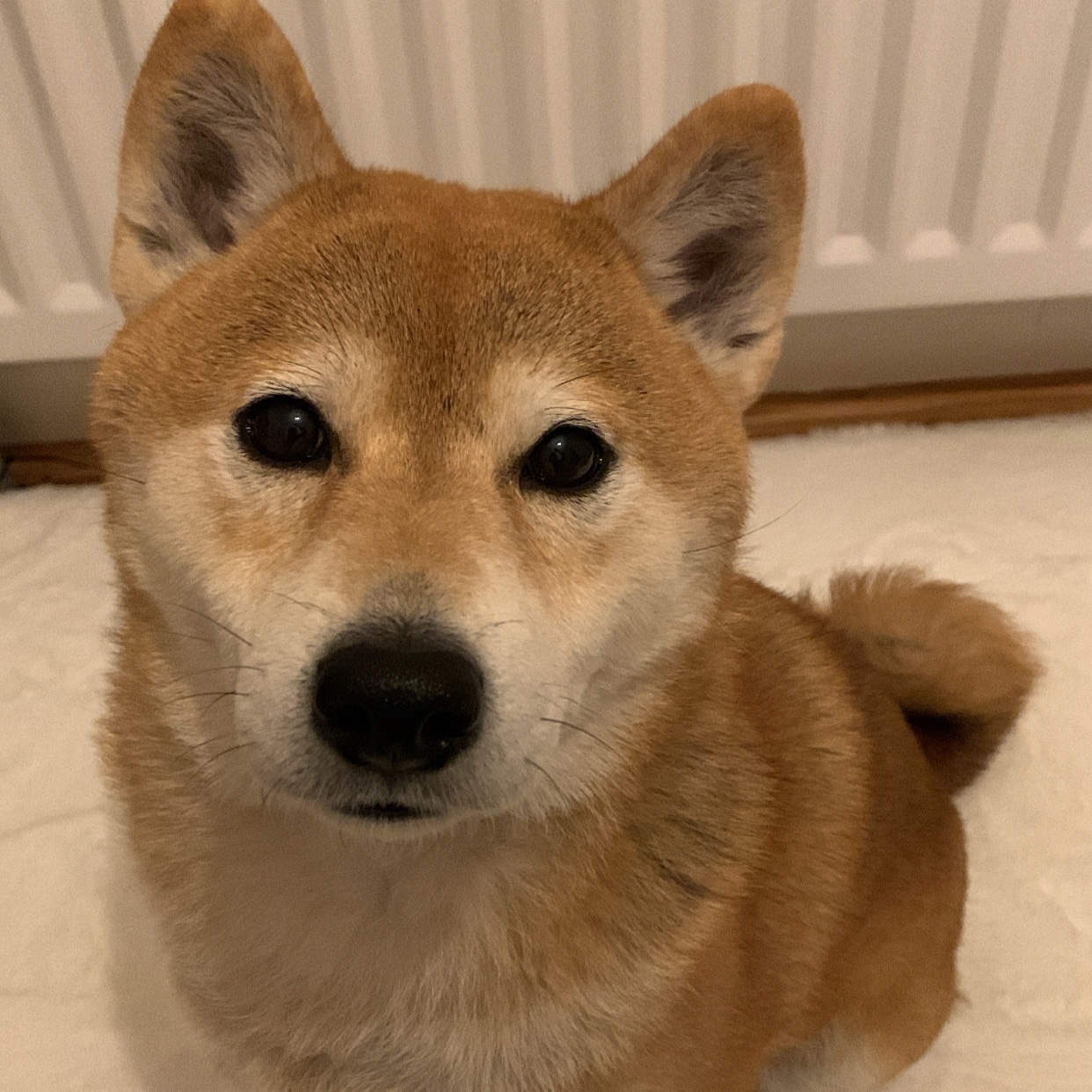 Potato