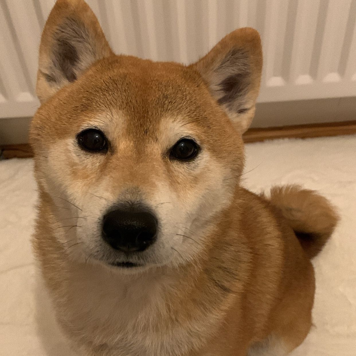 Potato