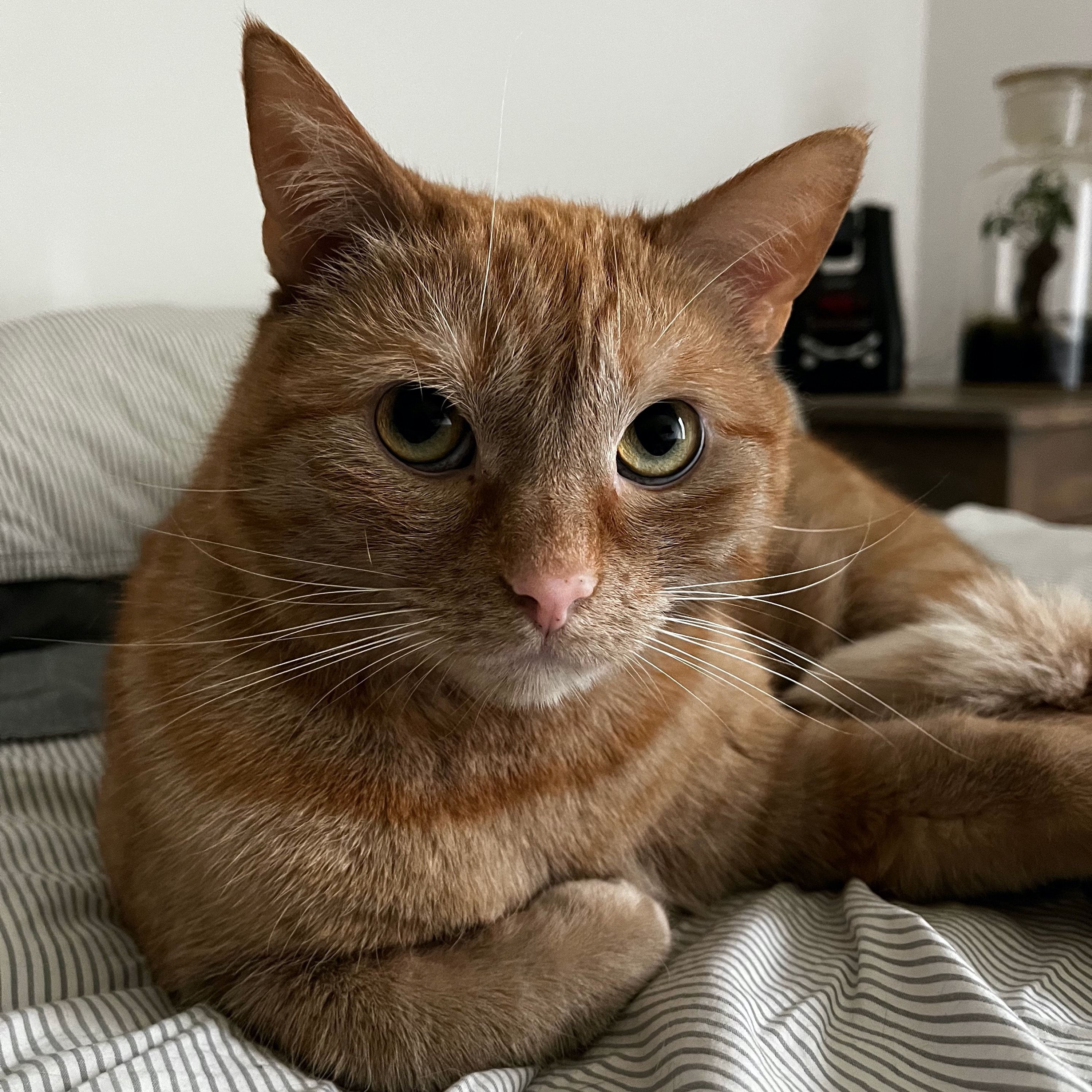 Nala