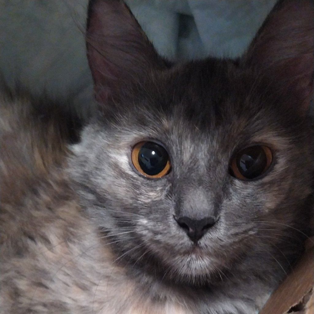 Ciccia