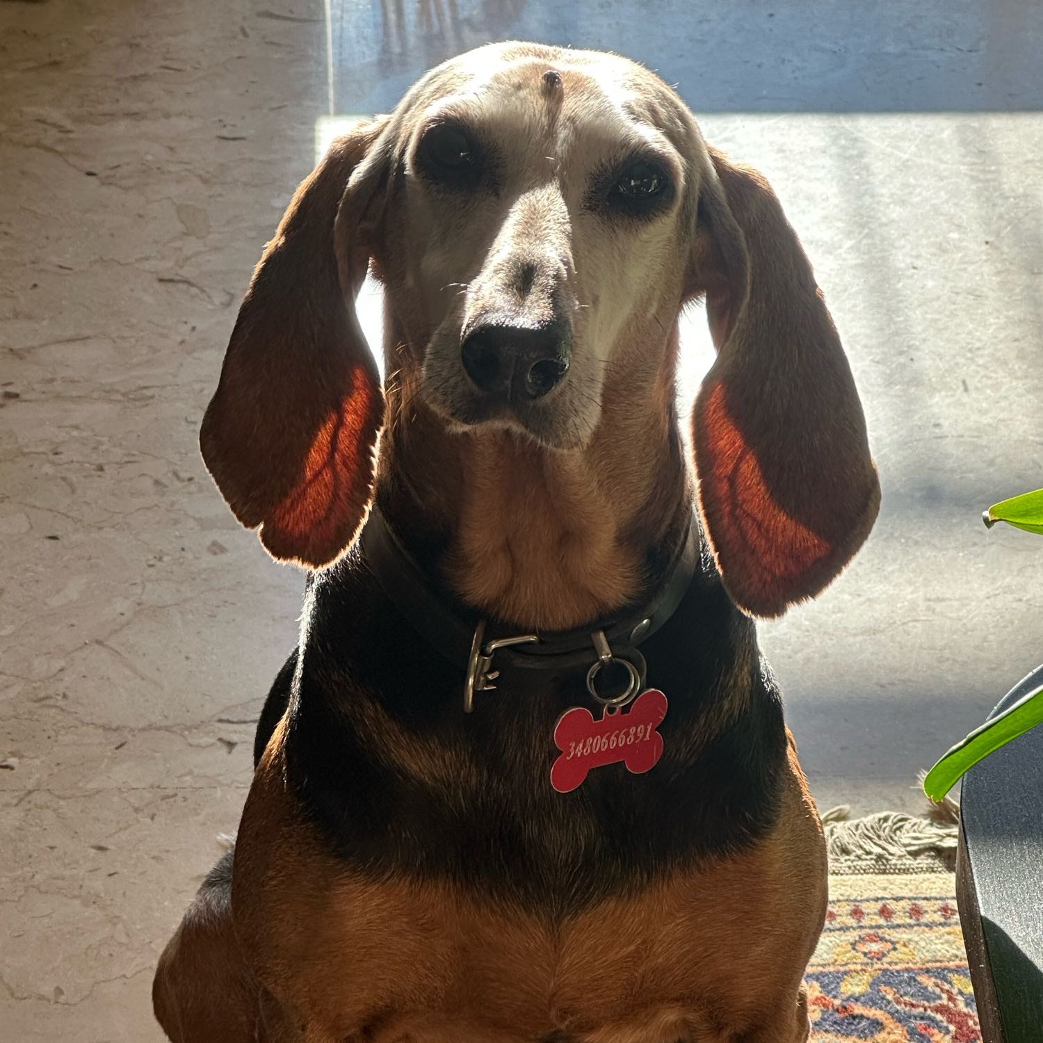 irma
