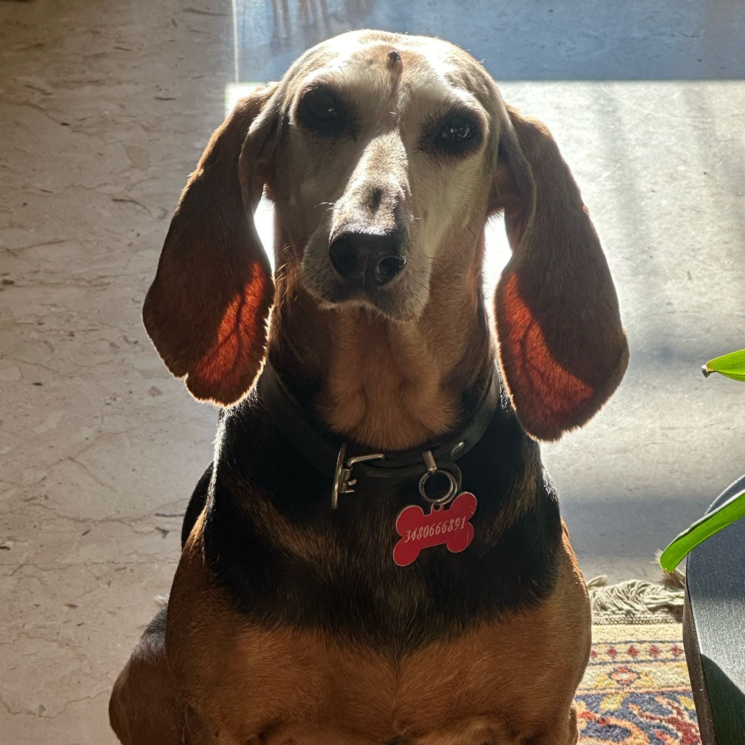 irma