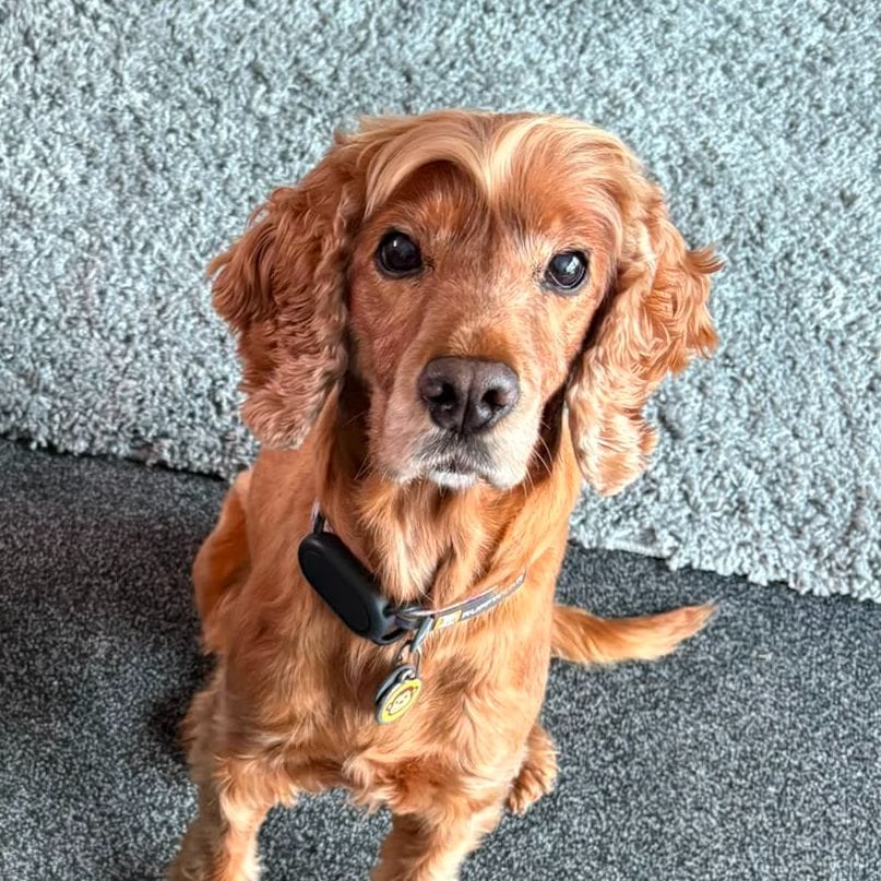 Darcy