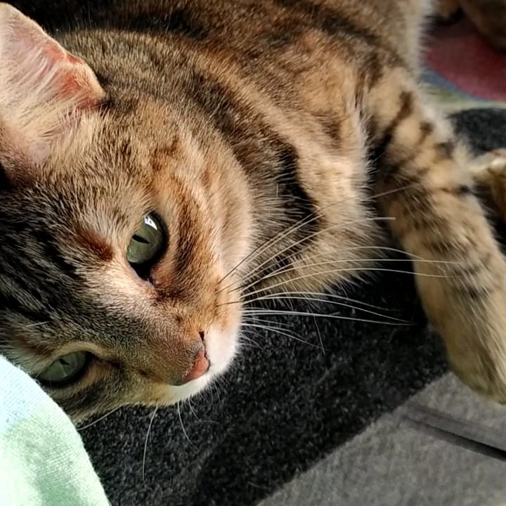 Franca