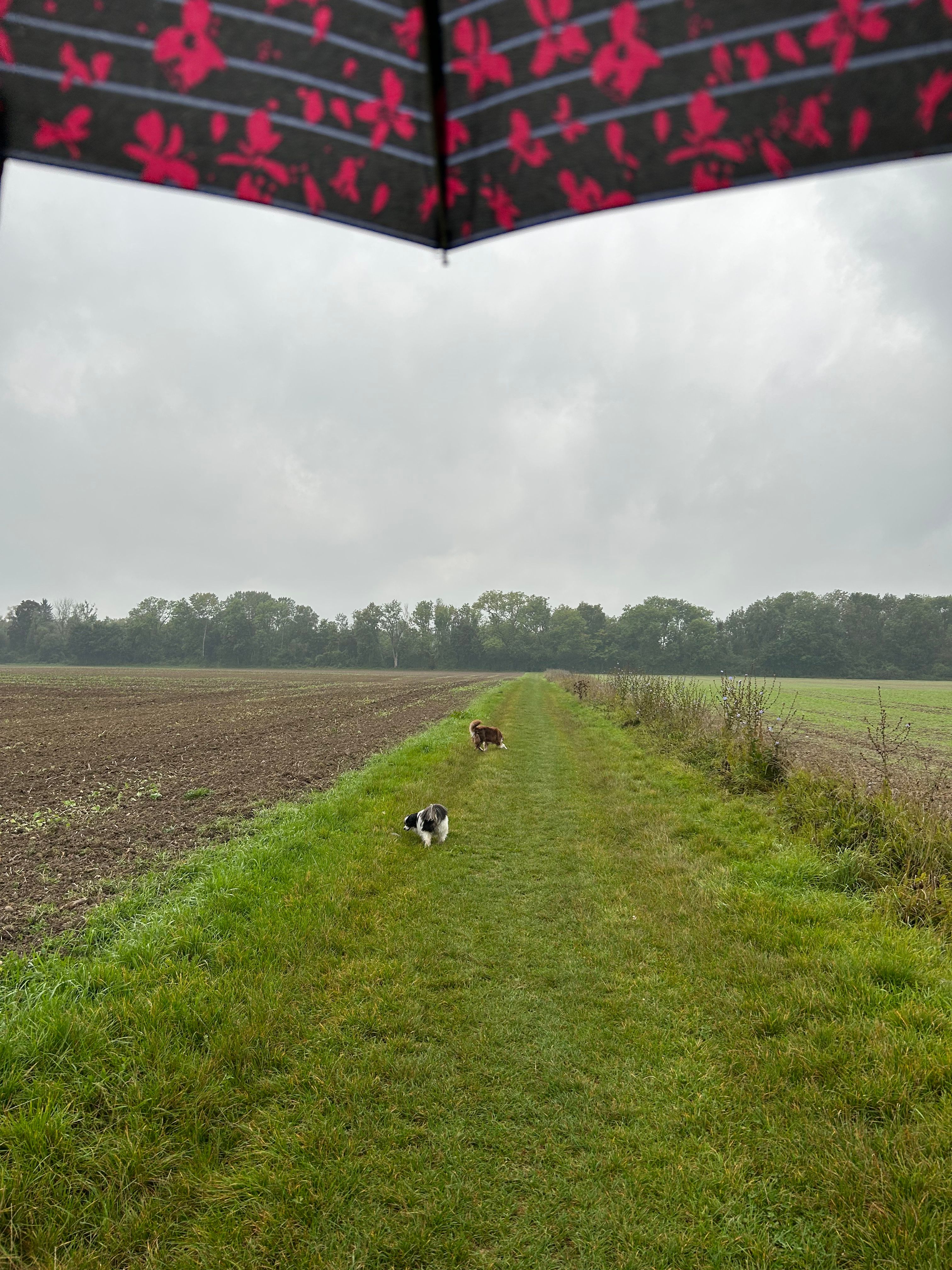 image-18