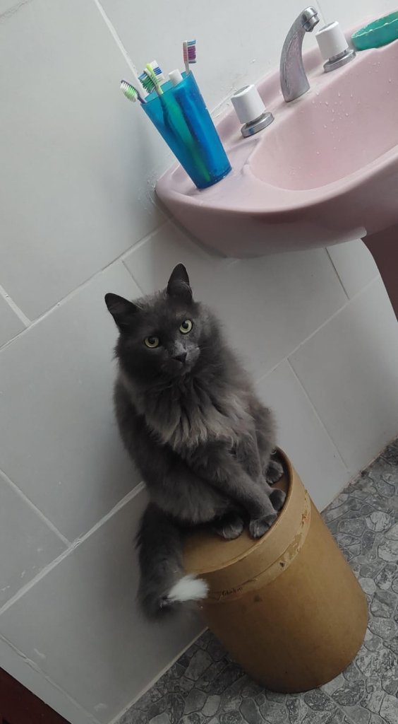 Domínico