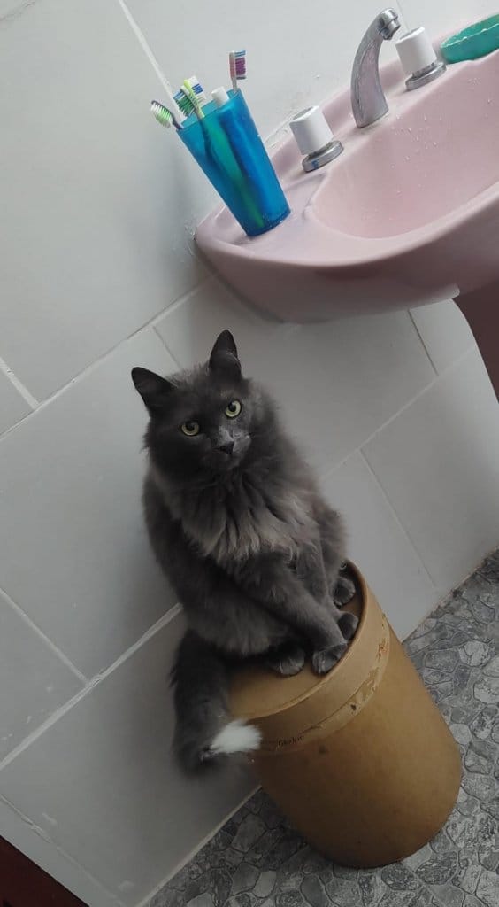 DomĂnico