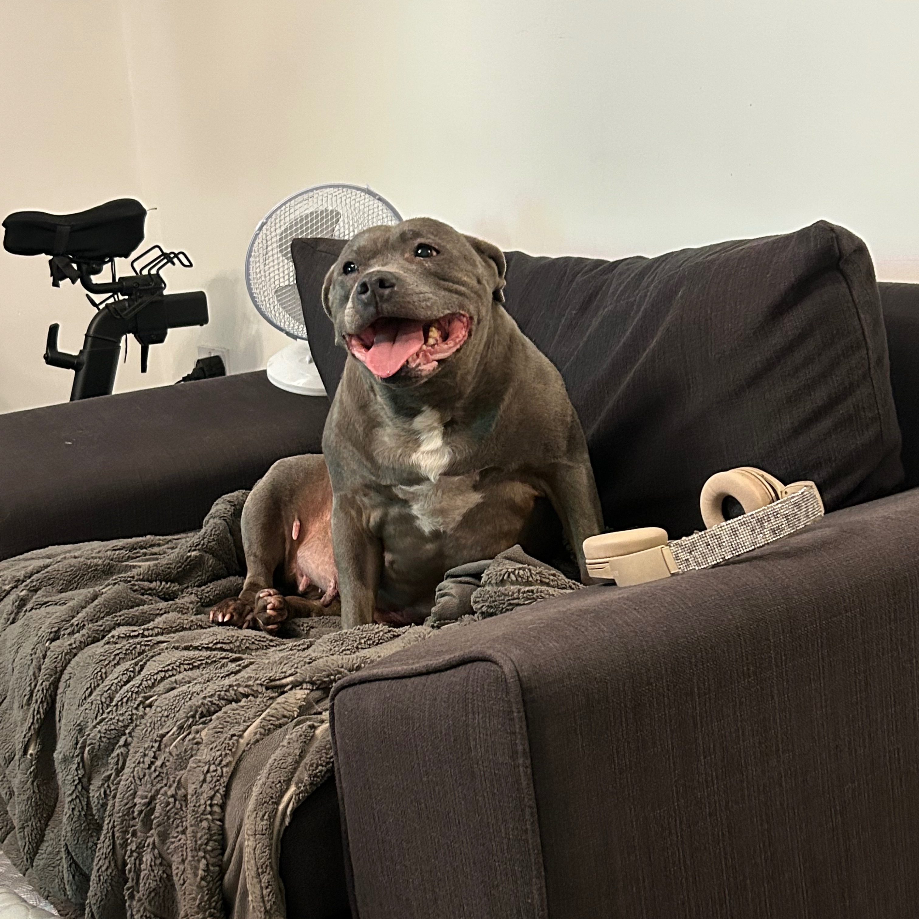 Sapphy the Staffy