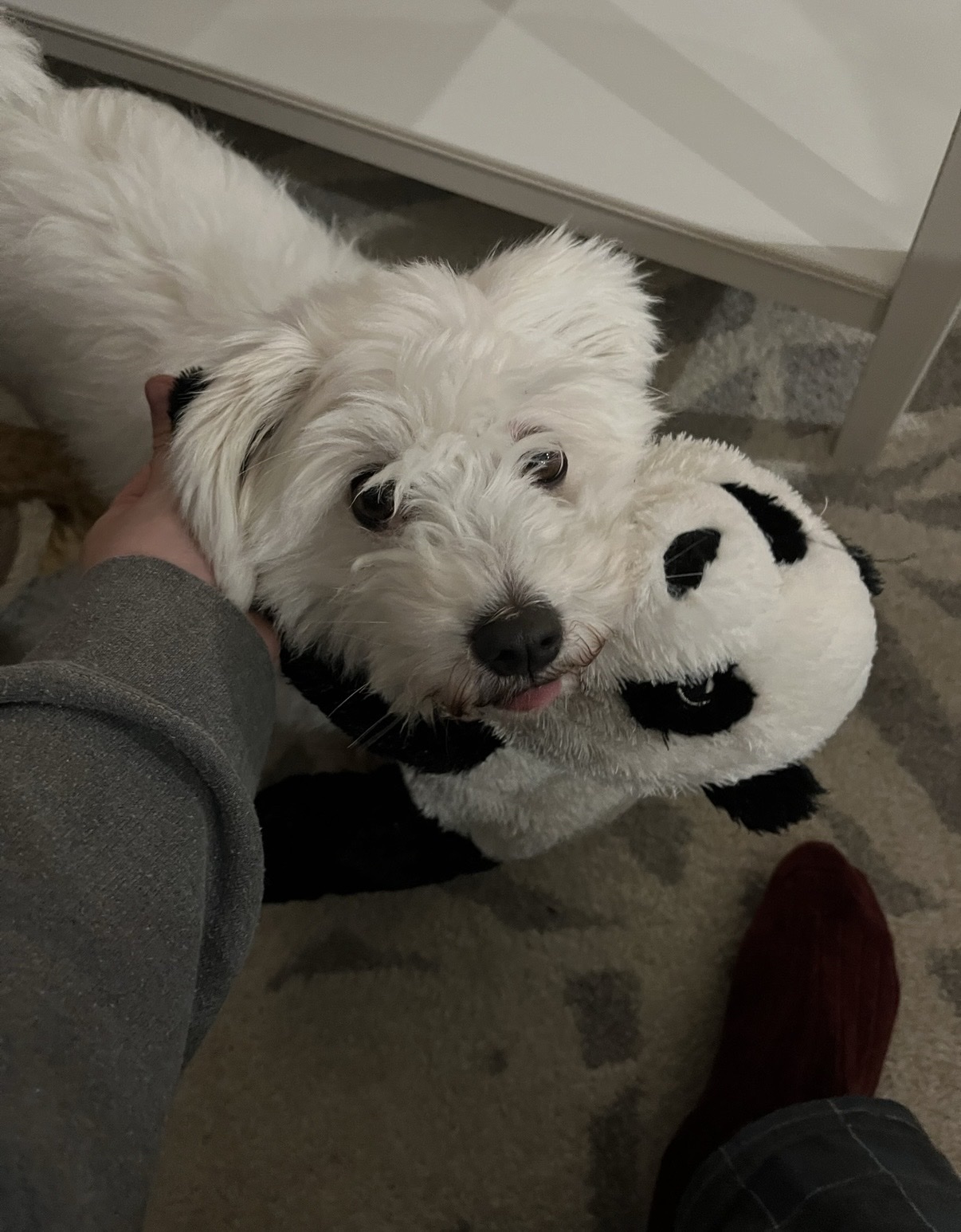 image-12