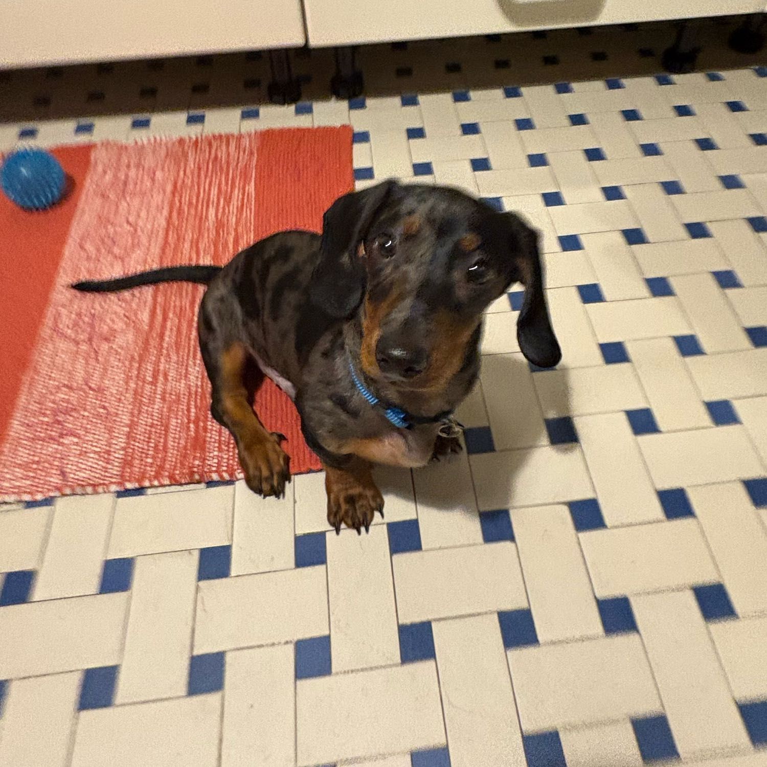 mowgli
