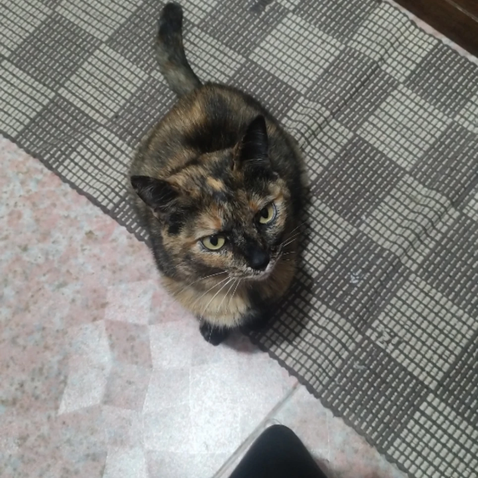 Ary 