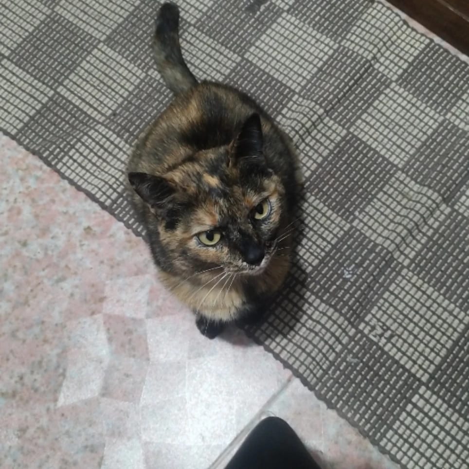 Ary