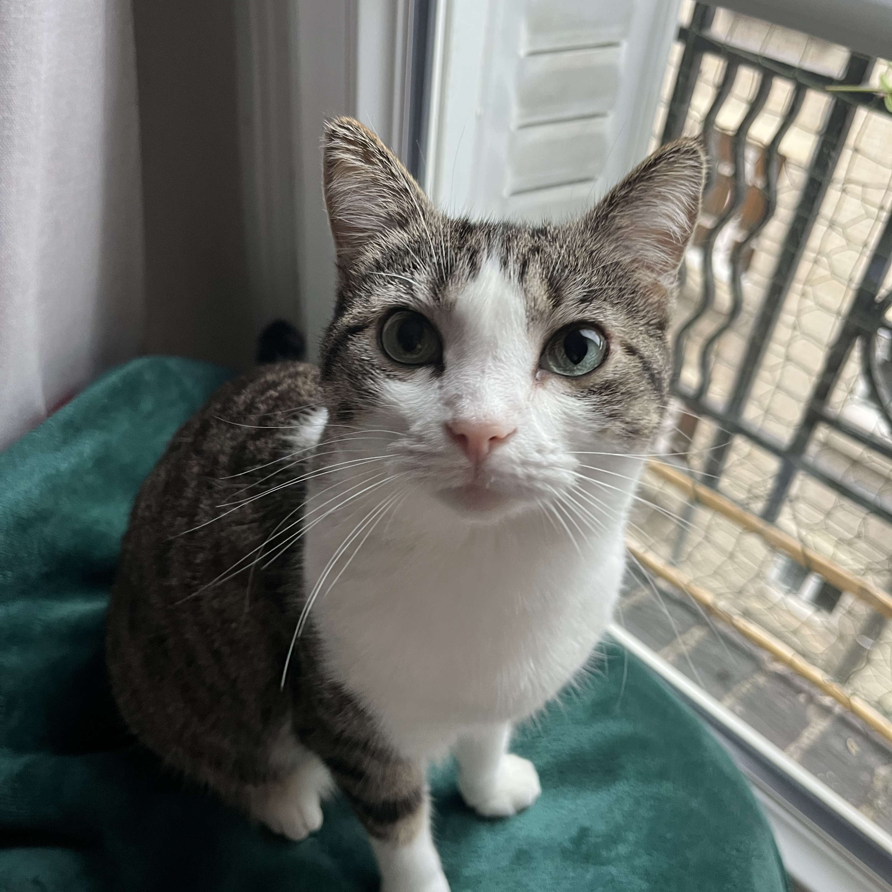 Kali
