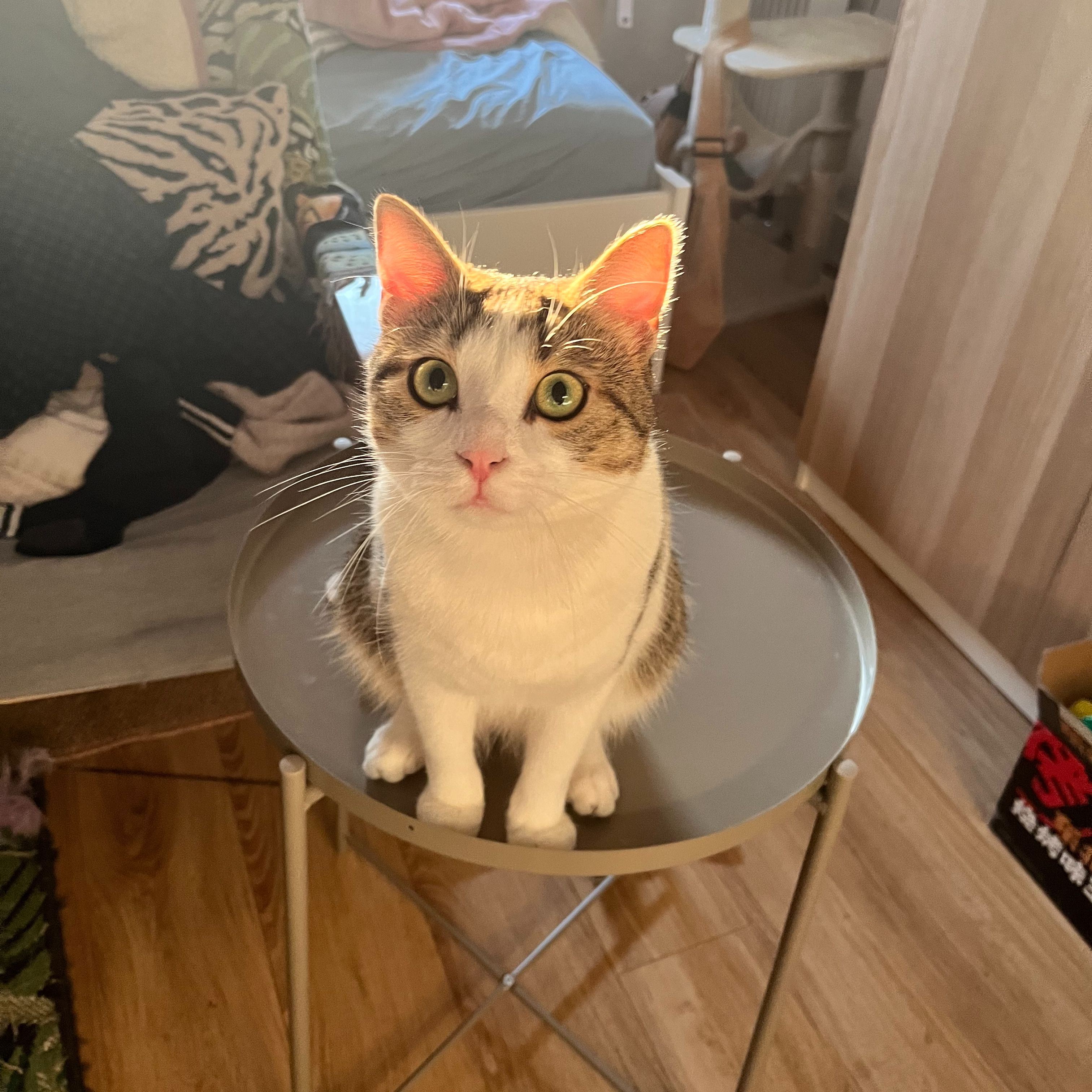Diego