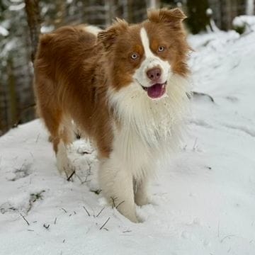 Loki
