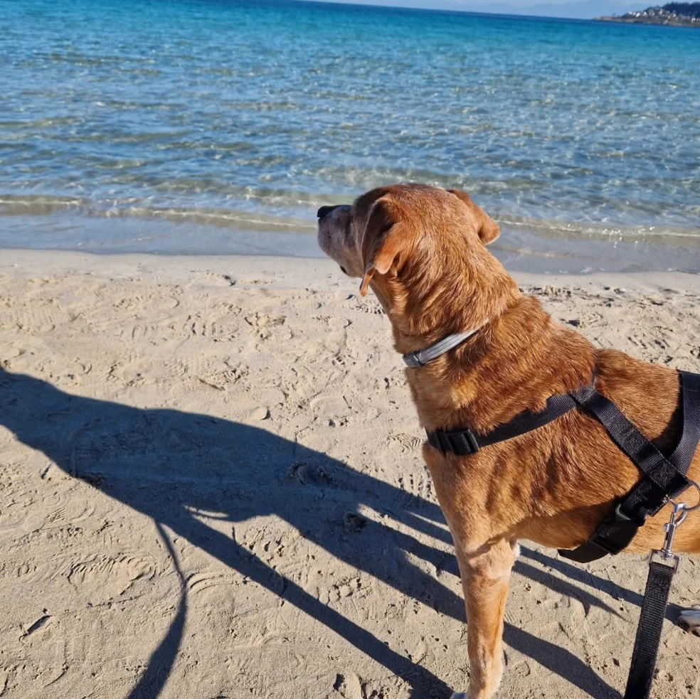 Greta