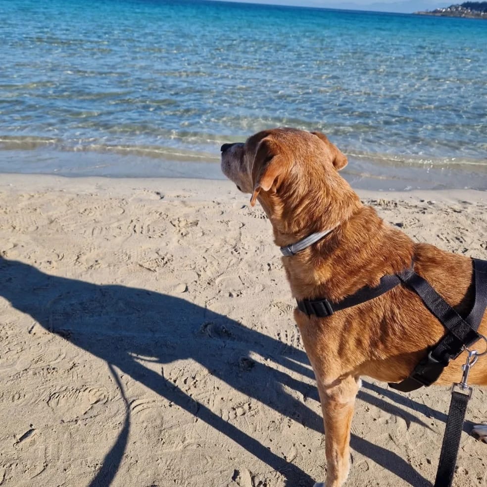 Greta