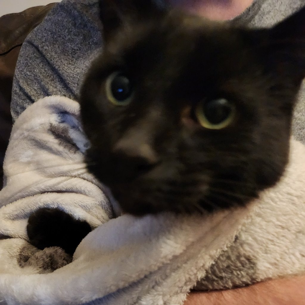 Burrito