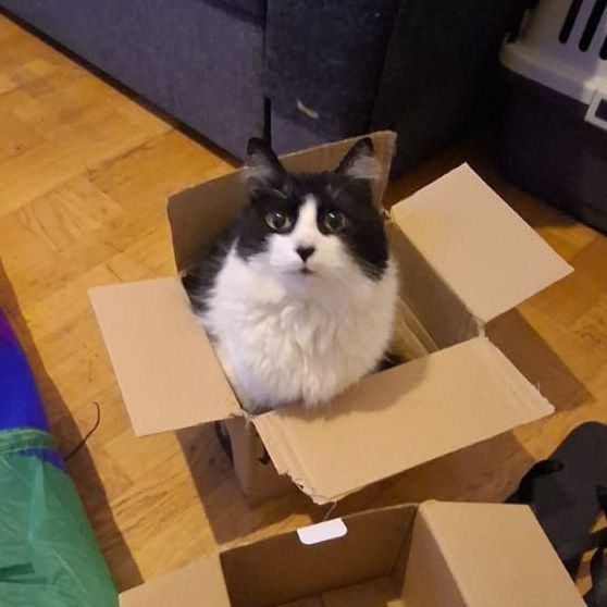 Túlio