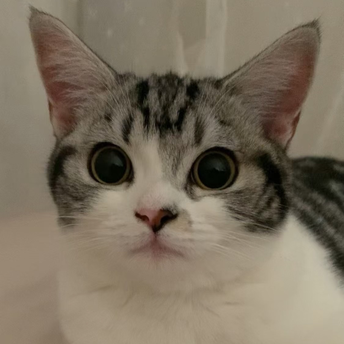 Mimi