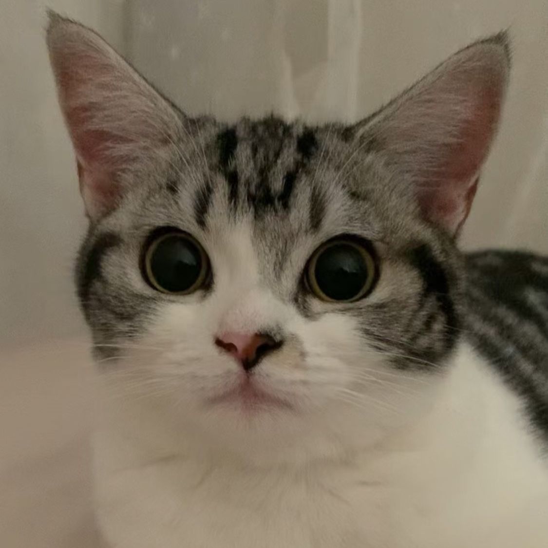 Mimi