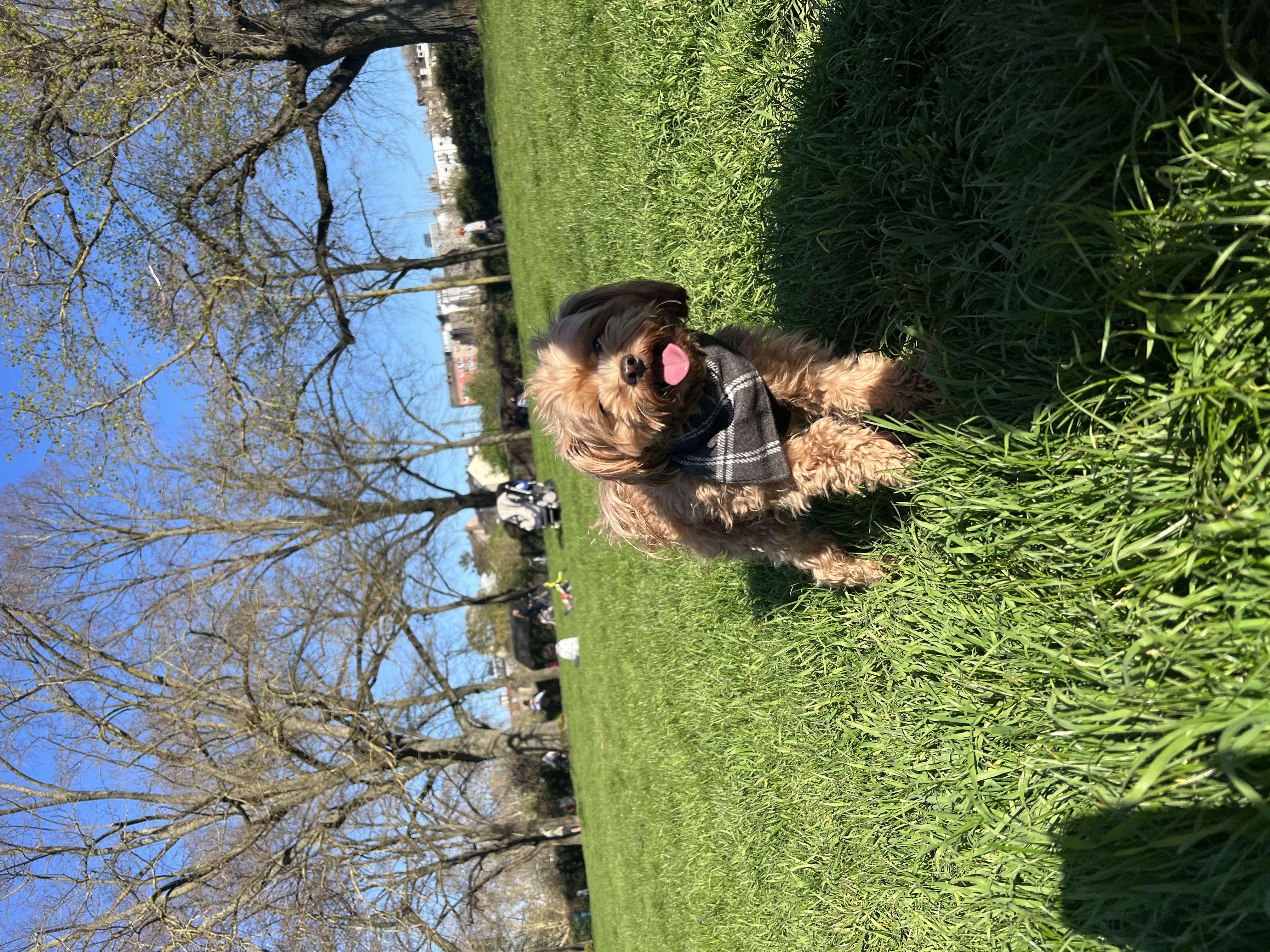 image-7