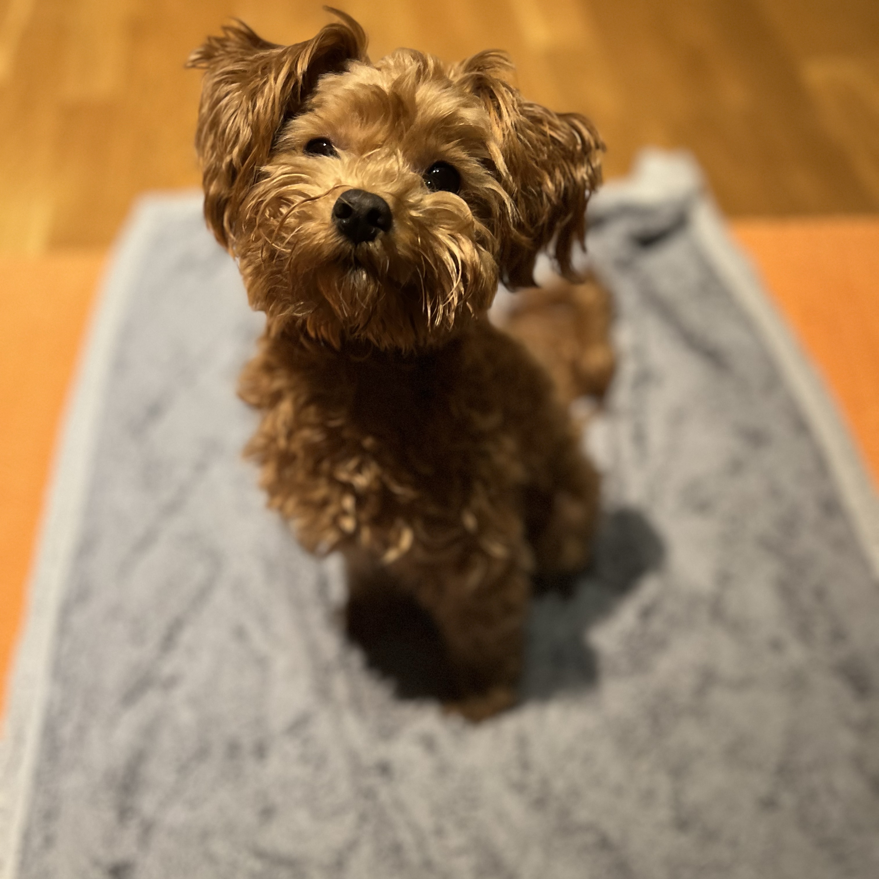 Leo