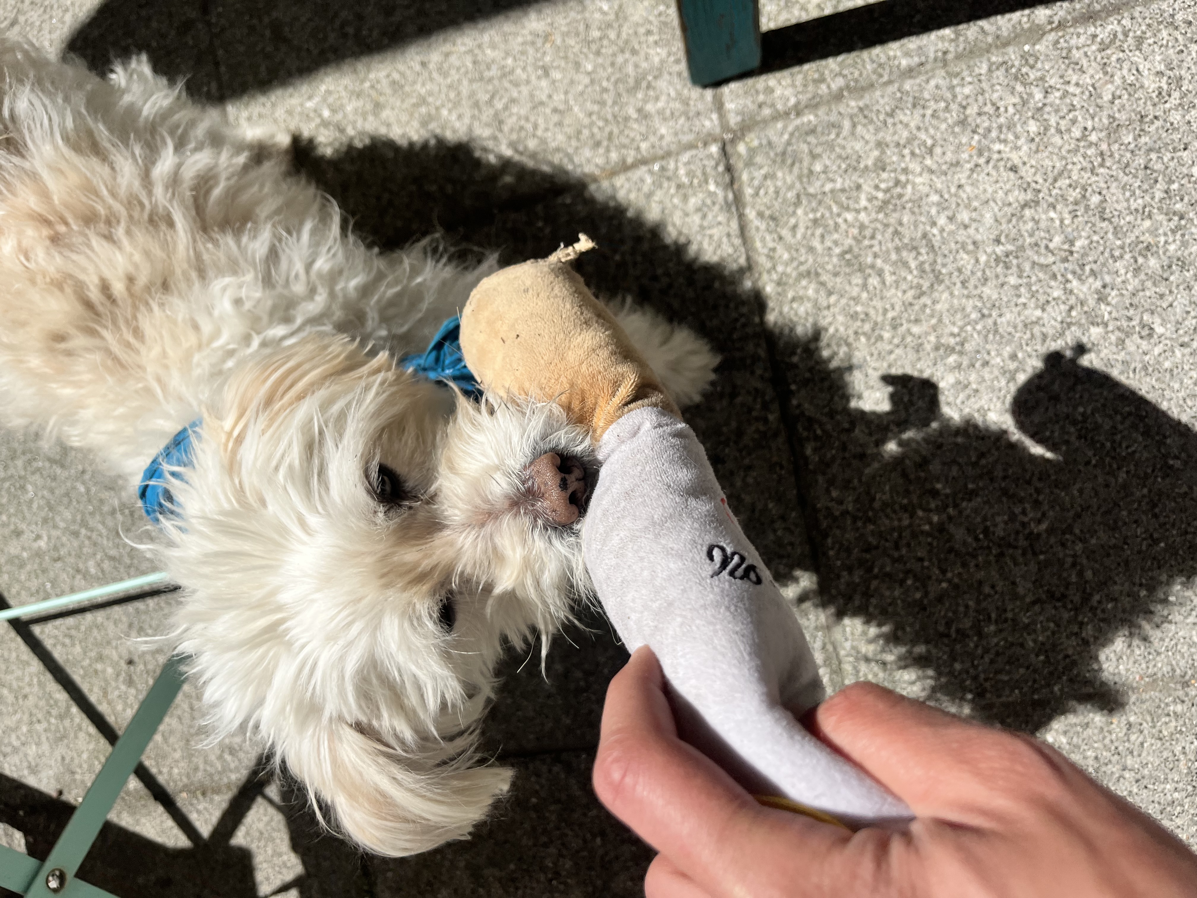 image-7
