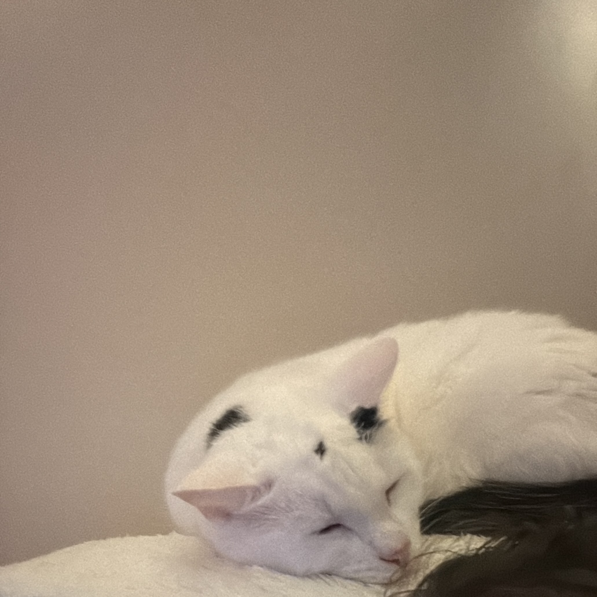 Delilah