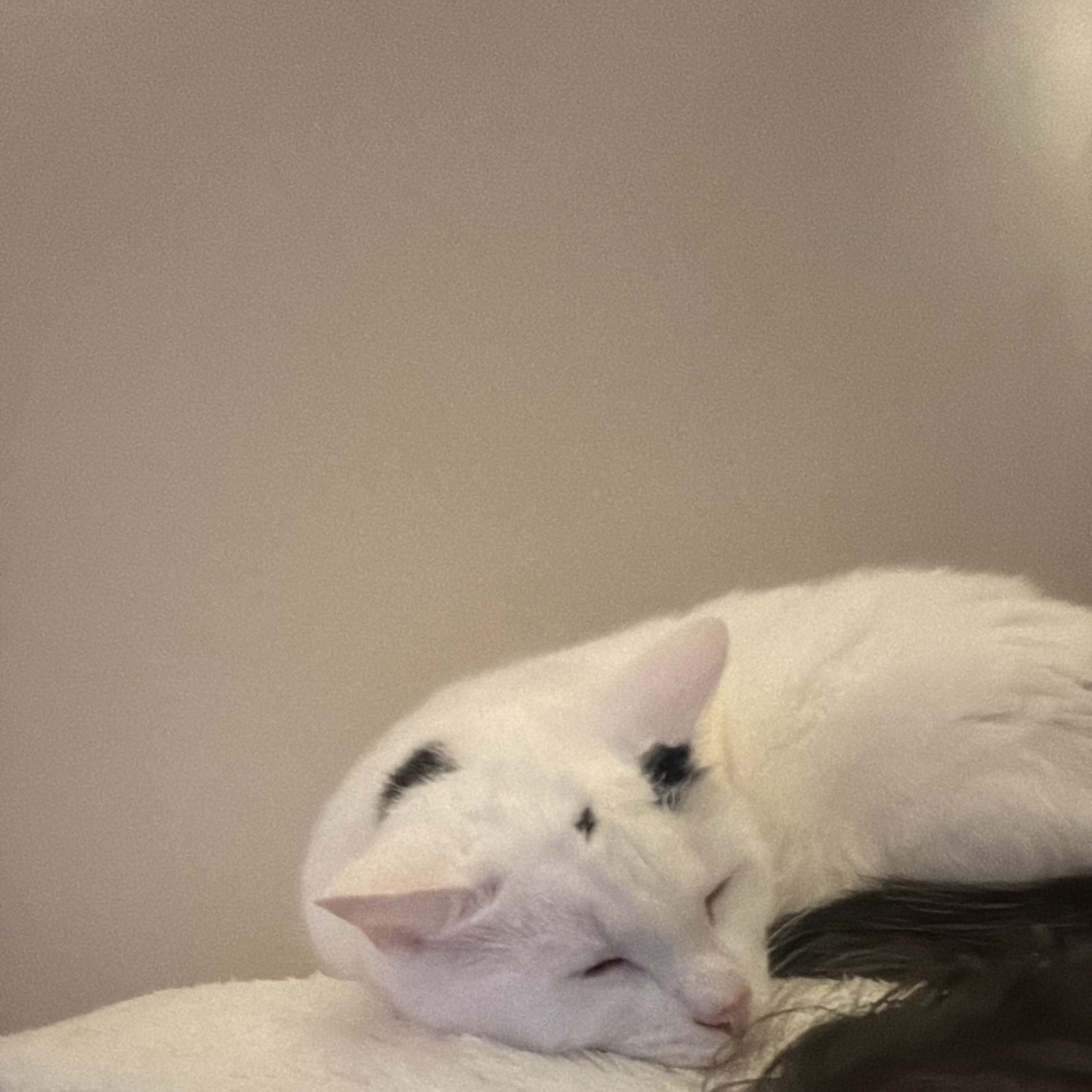 Delilah