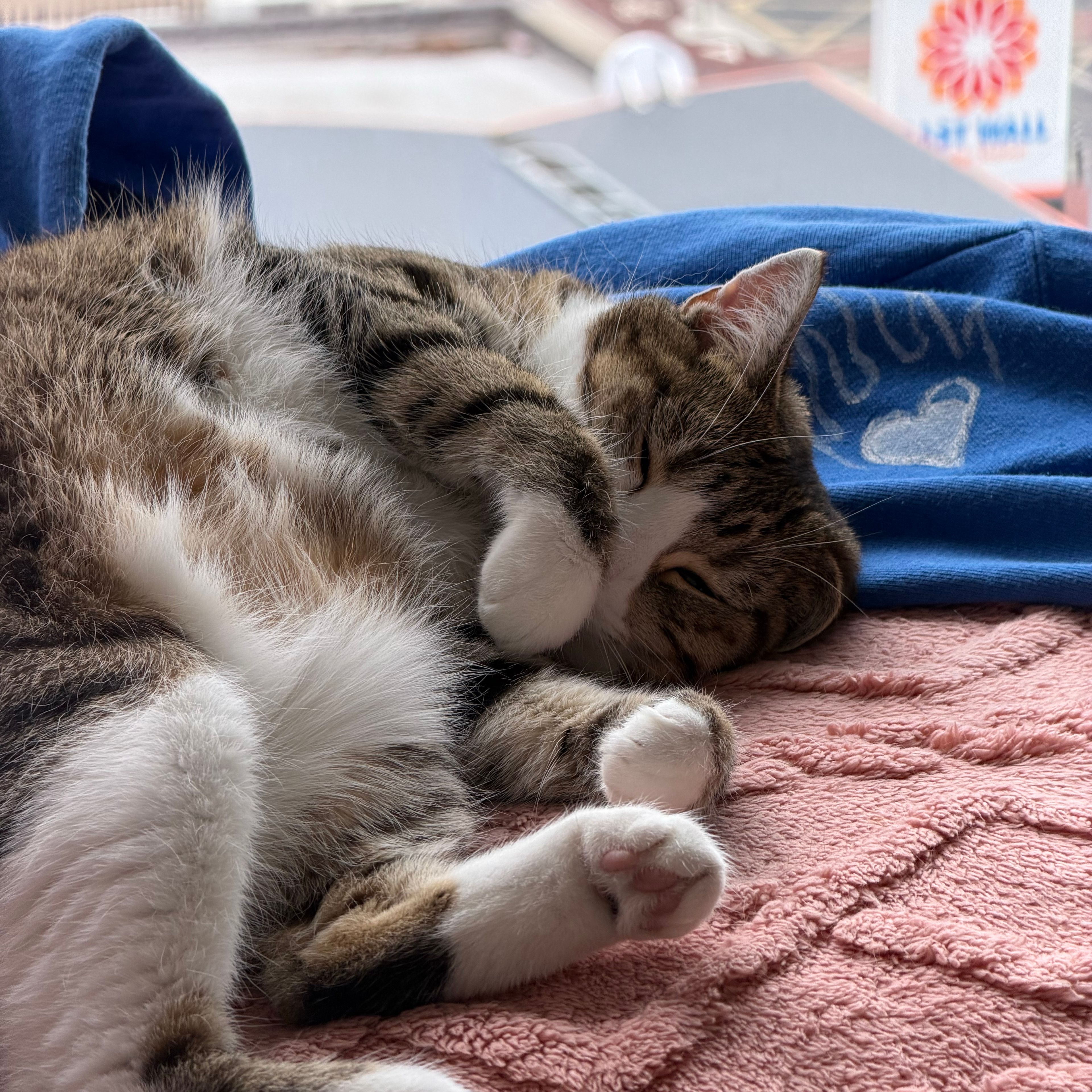 Zuki