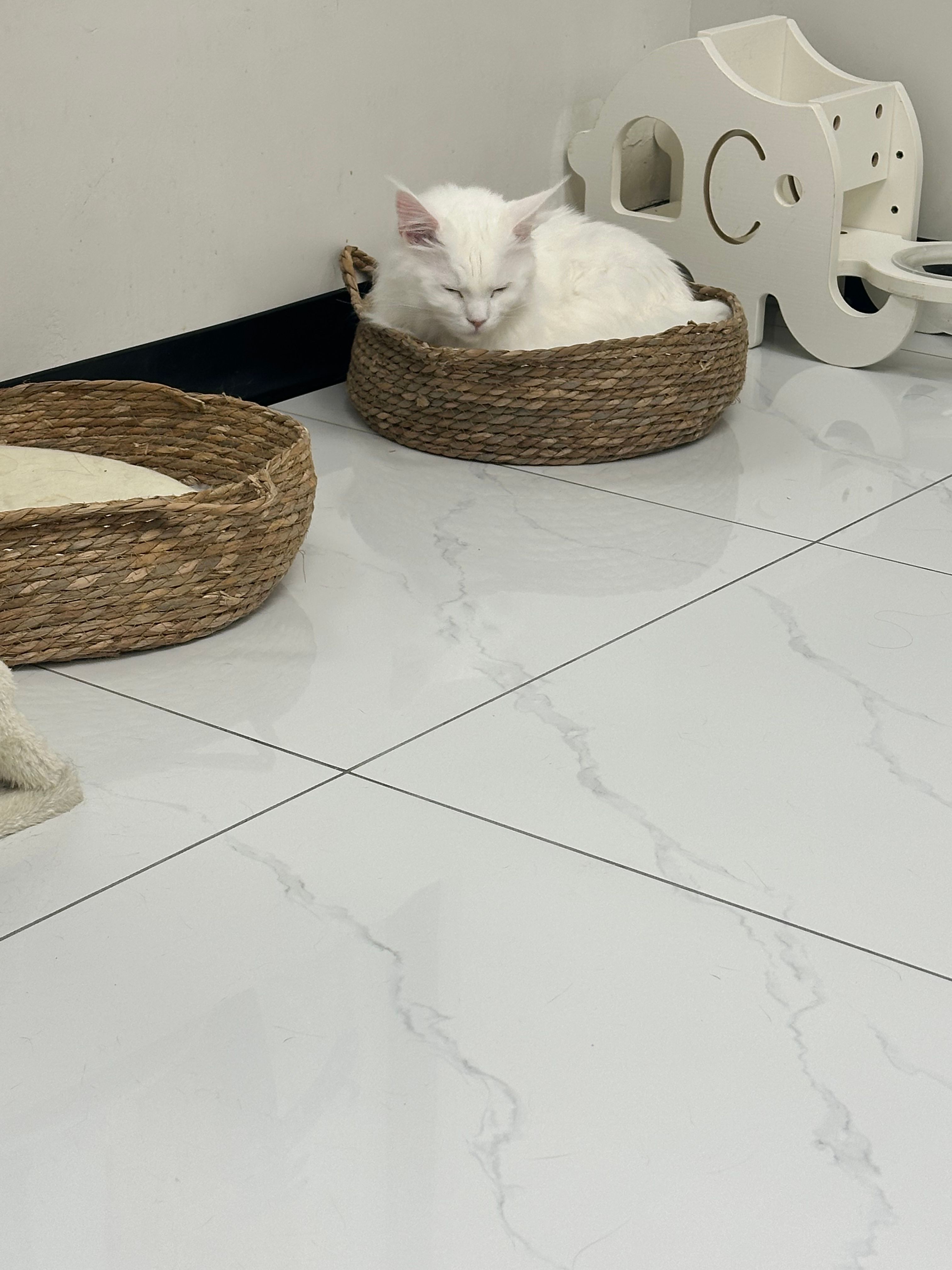 image-7