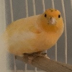 Cacahouète